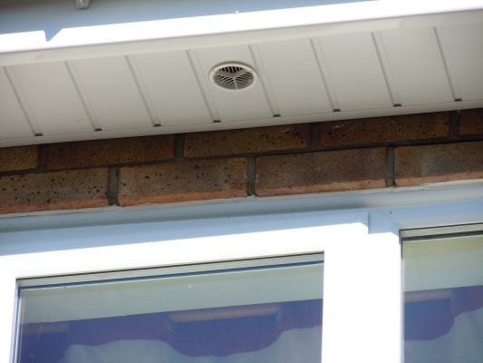 latest pics 061.JPG